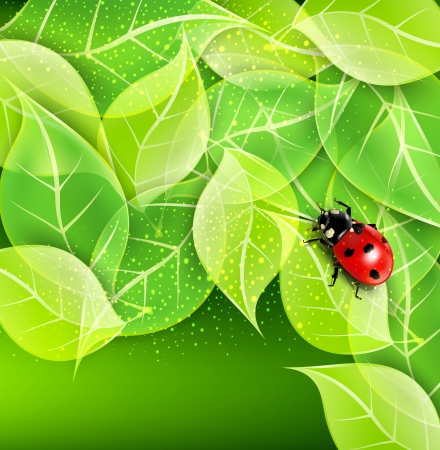 vector background with leaves and ladybugのイラスト素材