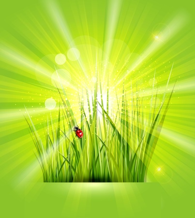 spring background with green grass, sunshine and a ladybirdのイラスト素材