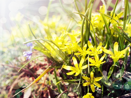 background with spring flowers in the morning sunの写真素材