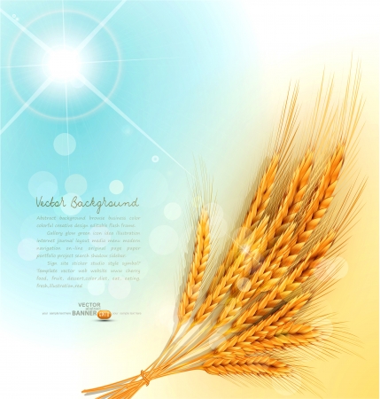 background with a sheaf of golden wheat earsのイラスト素材