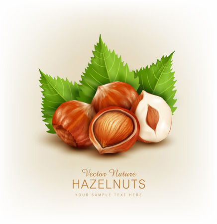 vector hazelnut isolated (element for design)のイラスト素材