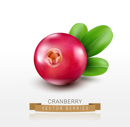 Vector isolated cranberries on a white backgroundのイラスト素材