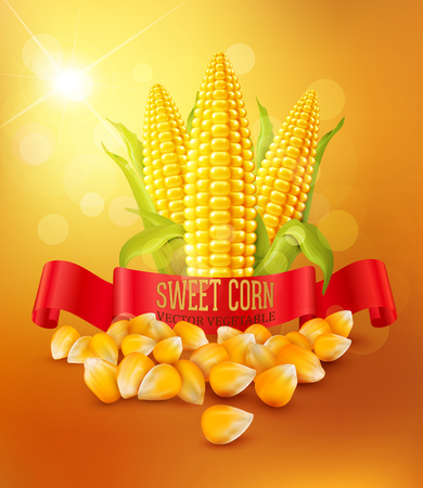 vector background with grains and cobs of corn and red ribbonのイラスト素材