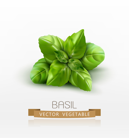 Vector basil leaves isolated on white backgroundのイラスト素材
