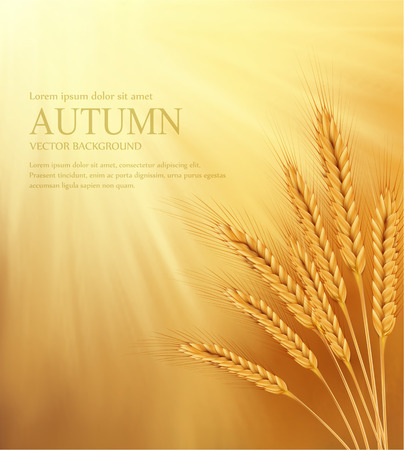 vector orange background with sun rays and ears of wheatのイラスト素材