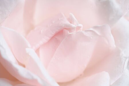 Macro shot local focus fragment pale pink rose petalsの写真素材