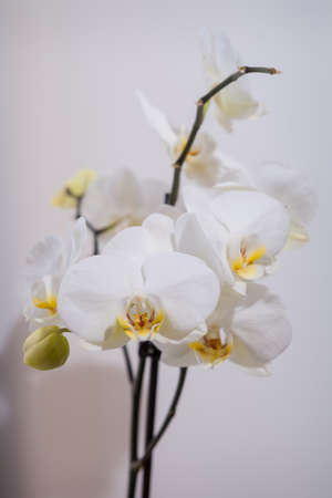 orchid  floral  wedding luxury decorationの写真素材