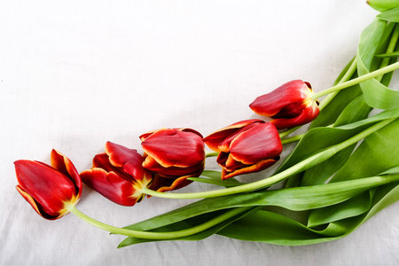  Red Tulipsの写真素材