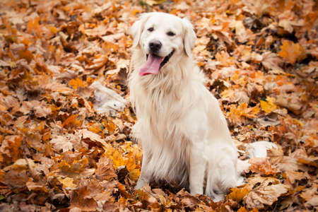 young golden retriever dog with pink tongue stand on yellow leaves in autumn parkの写真素材