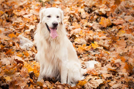 young golden retriever dog with pink tongue stand on yellow leaves in autumn parkの写真素材