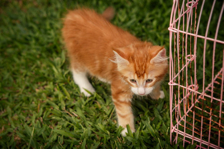 small red kitten stand on green grass near cageの写真素材