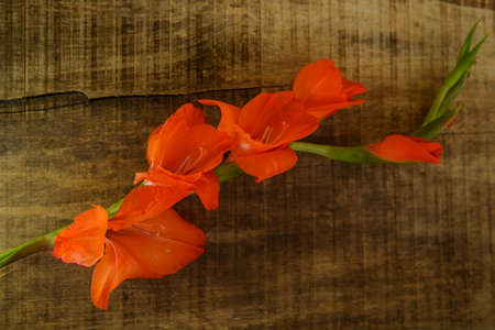 top view of branch orange gladiolus flower with buds in horizontal position on brown wooden table backgroundの写真素材