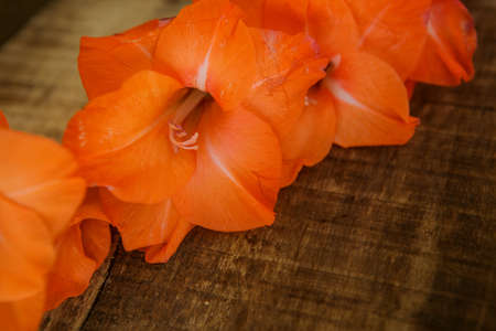 closeup orange gladiolus flower on brown wooden table backgroundの写真素材