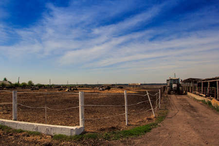 black-white milch cows eat hay behind metal barrier in outdoors enclosure of farmyard against blue skyの写真素材