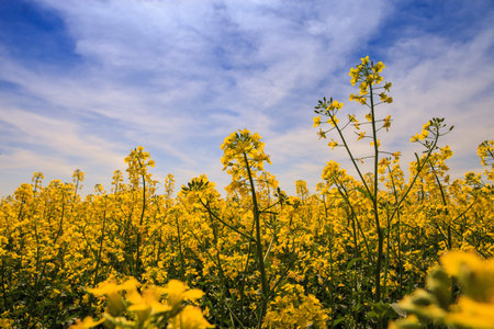 closeup beautiful yellow rapeseed flowers on field in blossom against blue sky