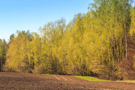 spring birch grove with new fresh light green leaves near ploughed field against blue skyの写真素材