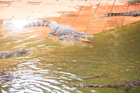 large crocodile with open mouth lies on stone surface in pond on breeding farm in tourist park in Vietnamの写真素材