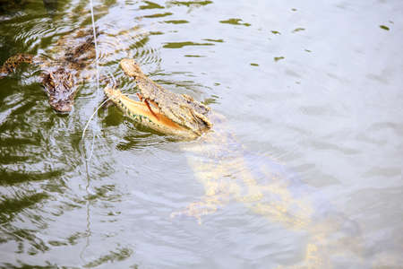 Closeup crocodile's jaws above rippled pond water catch food from rope on breeding farm in tourist park in Vietnamの写真素材