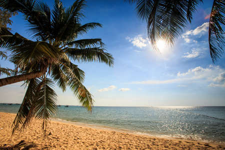 High palms bend over golden sand beach against azure sea blue sky under bright sunlightの写真素材