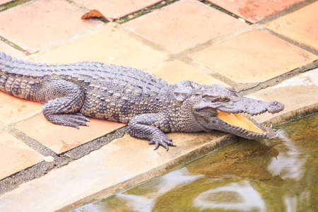 Closeup large crocodile with open mouth lies on stone surface in pond on breeding farm in tourist park in Vietnamの写真素材