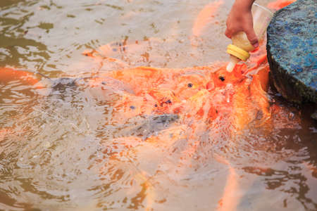 Closeup child's hand feeds large red fishes from bottle on breeding farm in tropical tourist parkの写真素材