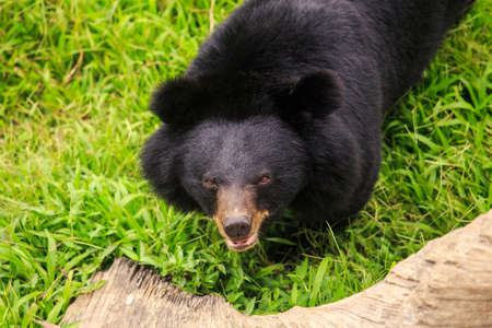 closeup large black bear stands on paws on grass at tree trunk in zoo of tropical park in Asiaの写真素材