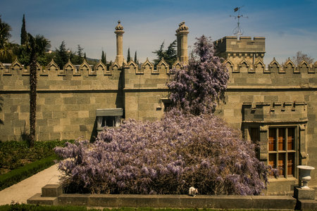 climber liana in pink blossom against Vorontsov palace in Crimea Ukraine in spring