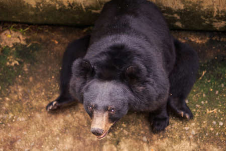 closeup upper view large black bear head in zooの写真素材