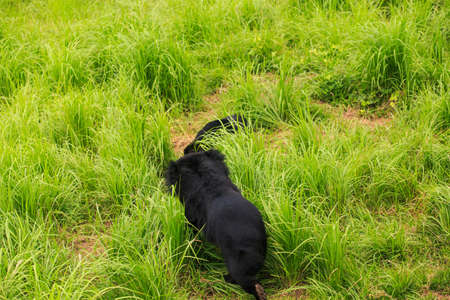 big black bears play on high grass in zoo of tropical park in Asiaの写真素材