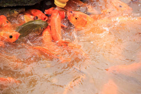 child's hand feeds large red fishes from bottle on breeding farm in tropical tourist parkの写真素材