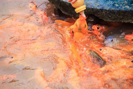 child's hand feeds large red fishes from bottle on breeding farm in tropical tourist parkの写真素材