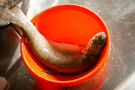 closeup raw whole trout lies in orange bowl on kitchen tableの写真素材