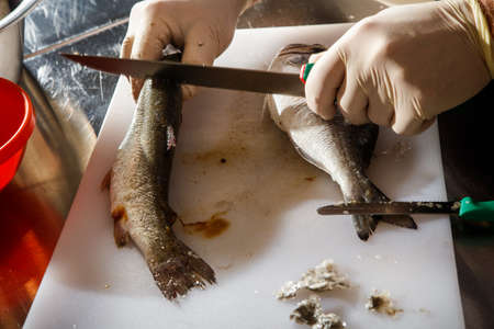 chef hands in gloves clean dorado and trout fish with knife on white cutting boardの写真素材