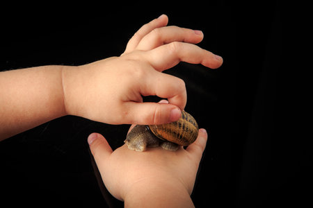 closeup kid hands stroke big snail in shell on black mirror background with reflection