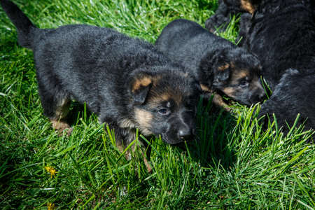 closeup cute little black german shepherd puppies play on young green grass in gardenの写真素材