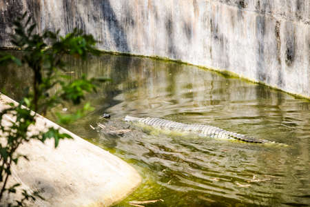 single large adult crocodile swims in green pond water in large open aviary in national zoological parkの写真素材
