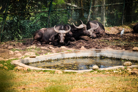three big adult brown buffalos sleeping in group next to small green pond in open aviary in national...