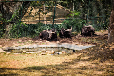 group of three large adult brown buffalos resting next to small green pond in open aviary in national zoological parkの写真素材
