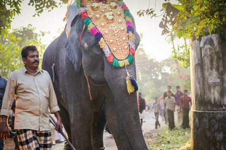 Kottayam, Kerala, INDIA - JANUARY 25, 2012: indian people lead decorated elephants walking by indian...