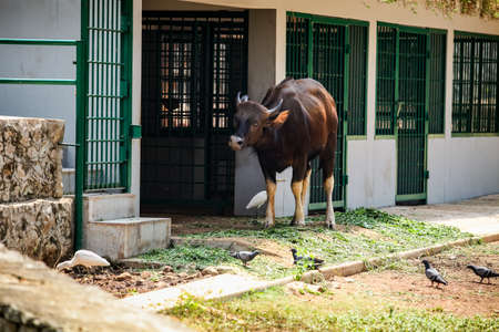 single young brown buffalo eats beveled green grass next to open stable in national zoological parkの写真素材