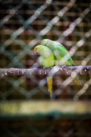 beautiful small female green parrot cleans her couple green parrot partner behind cage lattice in national zoological parkの写真素材
