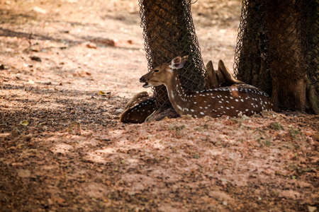 small herd of large indian spotted deers resting on dry ground in open aviary in national zoological parkの写真素材