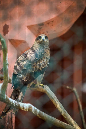 closeup portrait of big adult bald eagle sitting on big tree branch behind latticeの写真素材