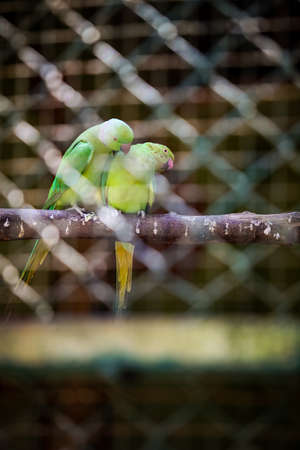small green parrot cleans her couple green parrot partner sitting on wooden branchの写真素材