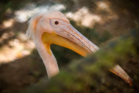 closeup portrait of adult pink pelican behind green lattice in zooの写真素材