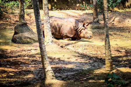 single adult brown rhinoceros without horn walking in green pond water in zooの写真素材