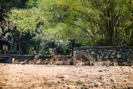 big herd of big and small indian spotted deer resting on dry ground in zooの写真素材