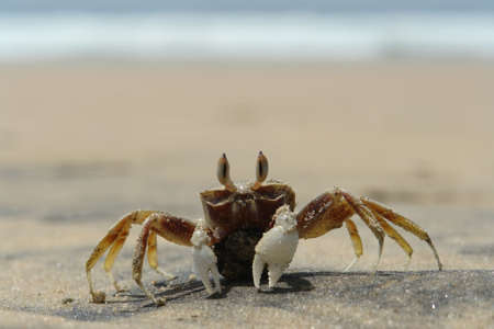 A lonely crab on the shoreの写真素材