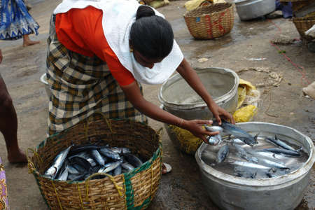 Indian woman is selling fresh fish  の写真素材