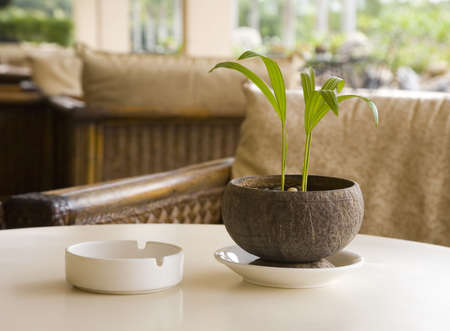 Coffee table with ash-tray and plant   の写真素材
